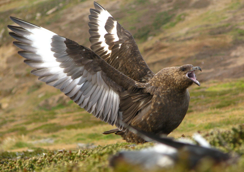 Illustration for article titled Skuas Are Cool